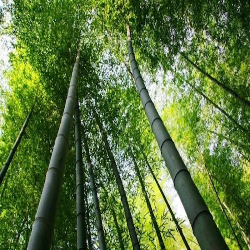 Bamboo Stalks